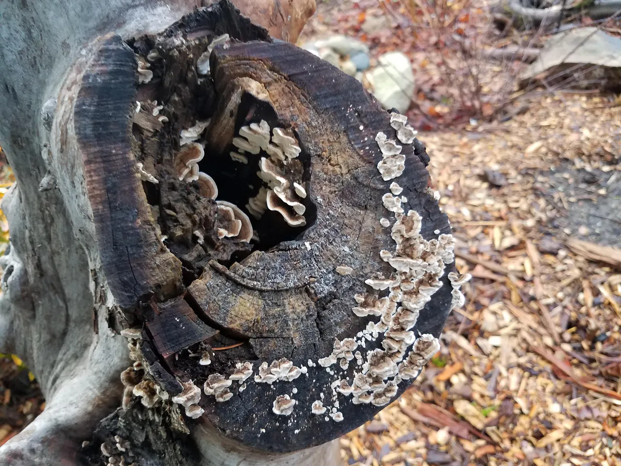 turkey-tail-mushroom.jpg
