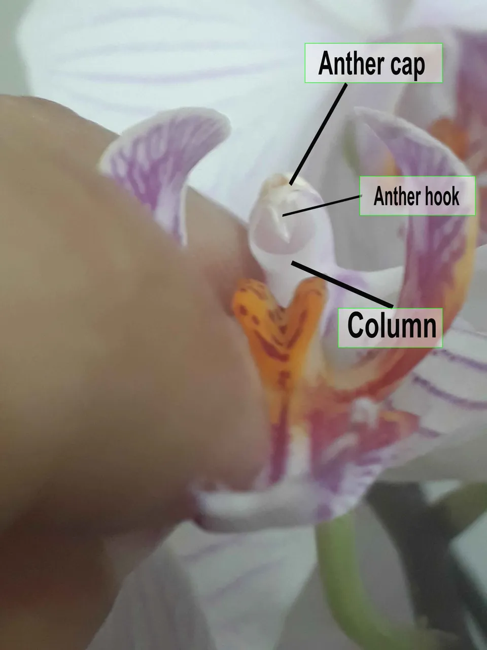 orchid pollination.jpg