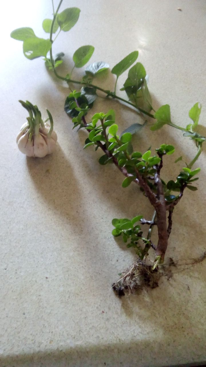 IMG-20190707-WA0022.jpeg