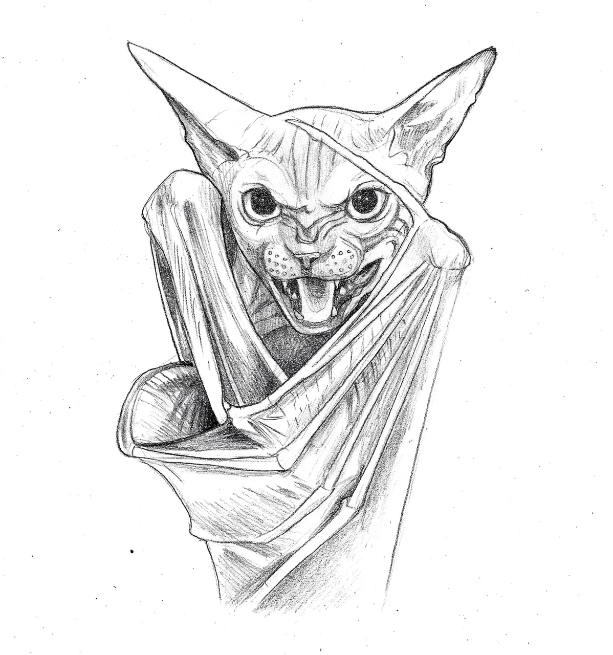 bat cat scan 3.jpg