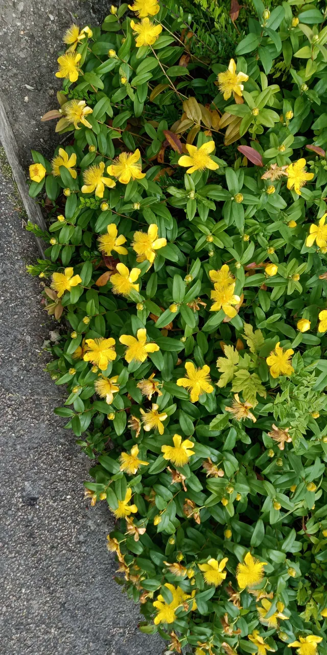 IMG-20190707-WA0013.jpeg