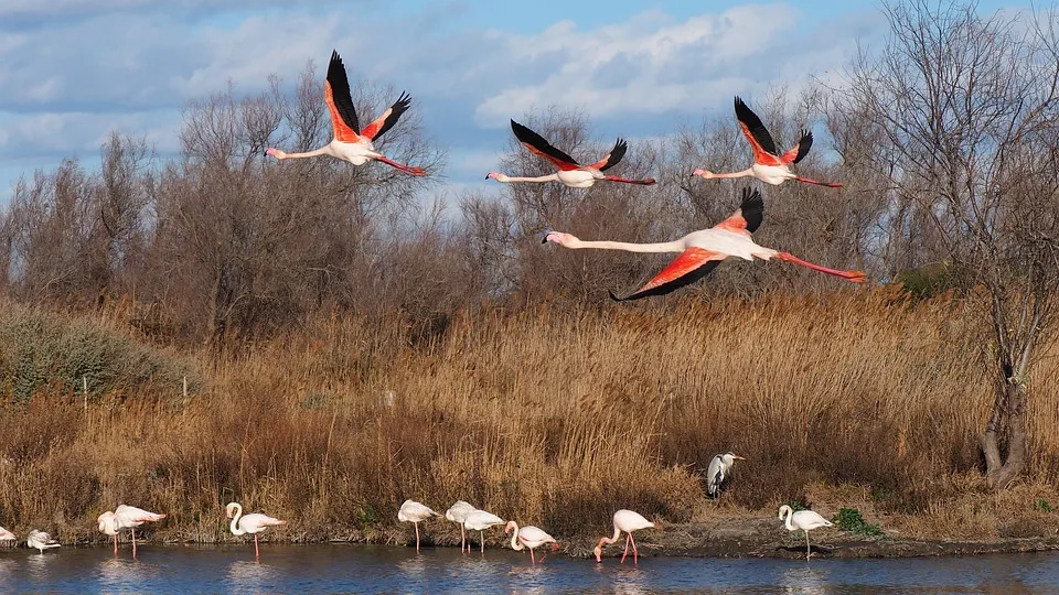 bird-3090140_960_720.jpg