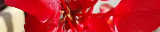 separador Flor_roja2.png