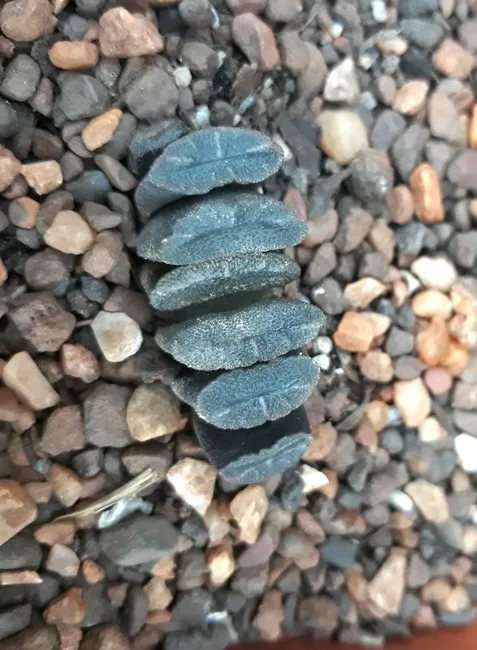 haworthia truncata.jpg