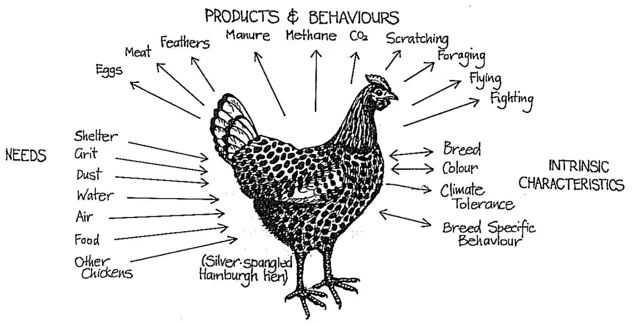 permaculture_chicken.jpg