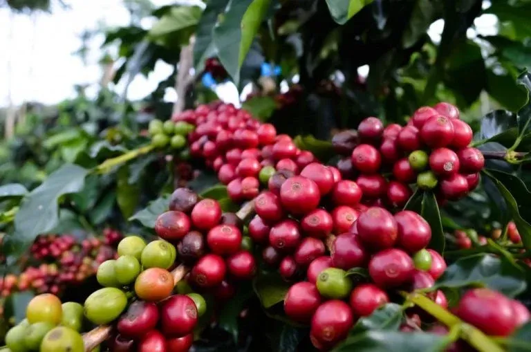 tanaman-kopi-768x509.jpg