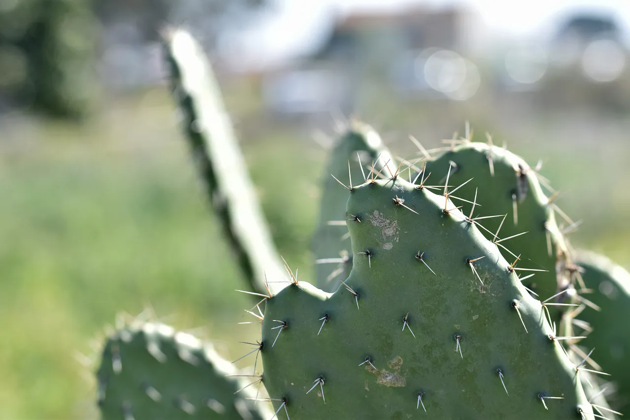 Opuntia big bite.jpg