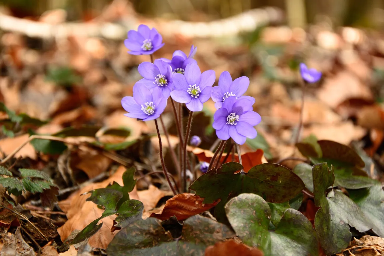 hepatica-693291_1920.jpg