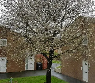 Cherry Blossom 8.jpg