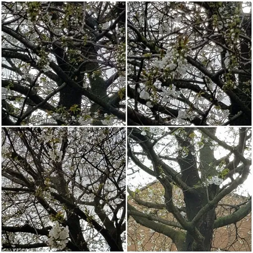 Cherry Blossom 1.jpg