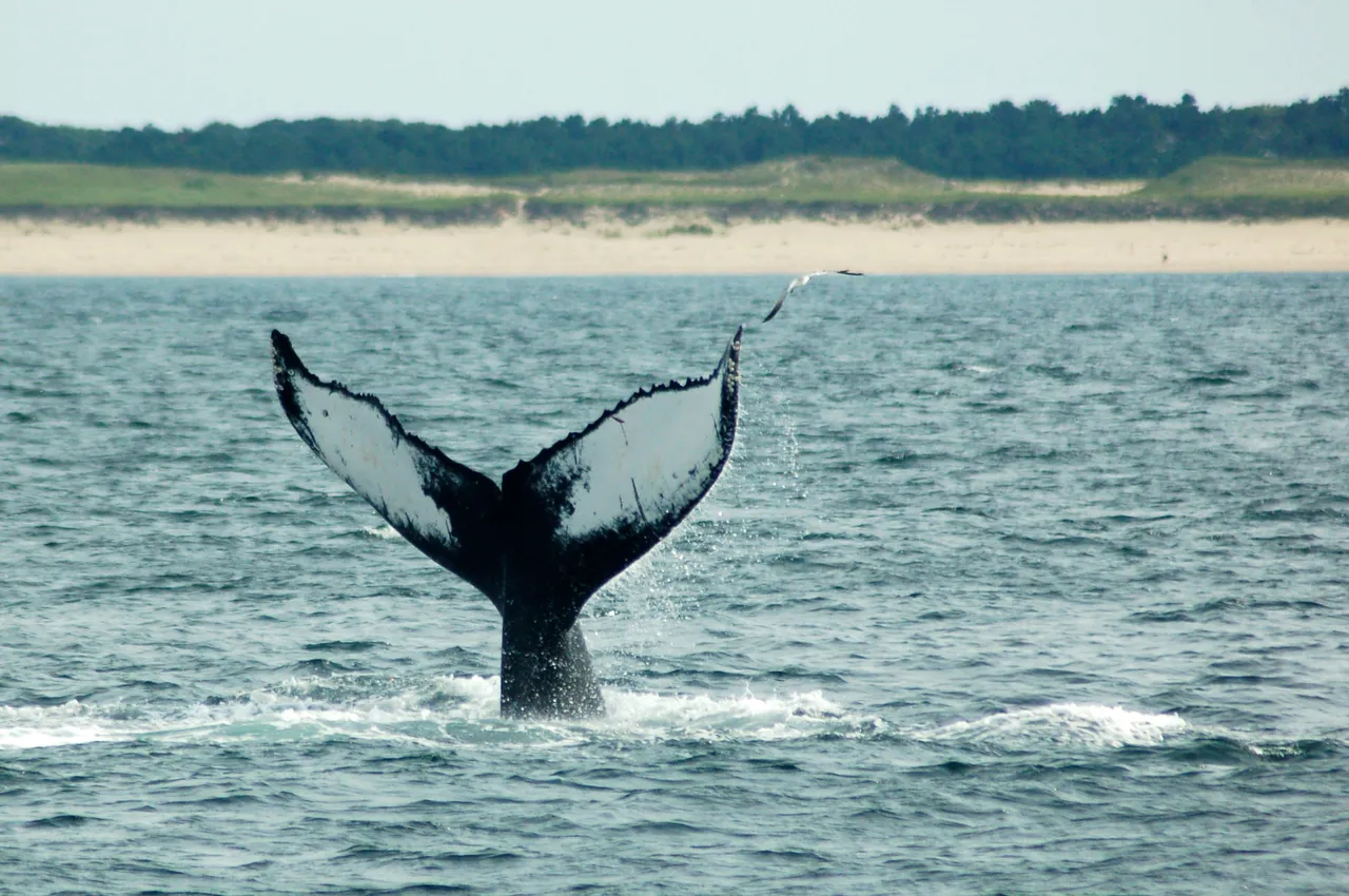 1 Windrose Whale.jpg