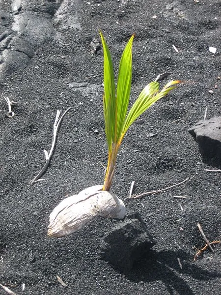 Coconut_germinating.jfif