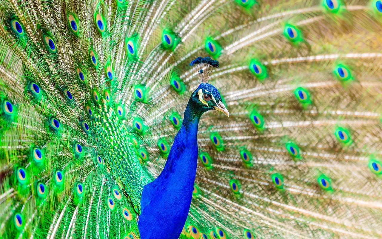 peacock-1973546_1280.jpg