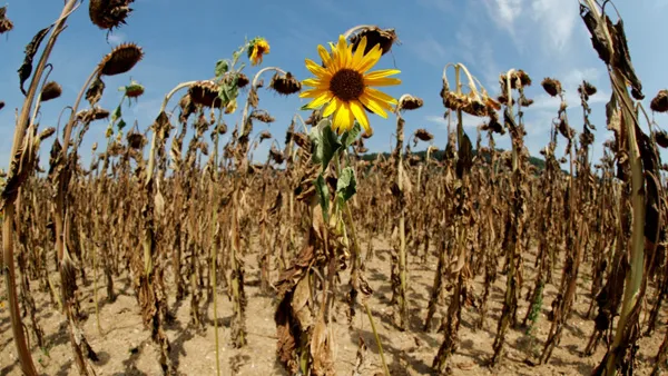 sunflower-1533661333.jpg
