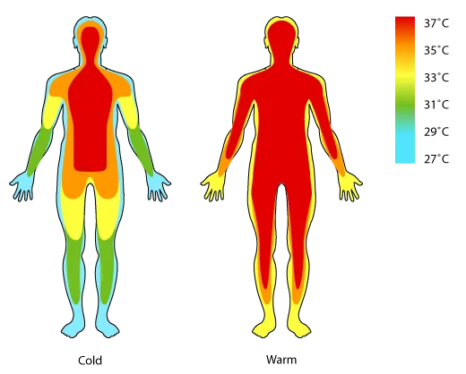 cold-warm-human-body.png