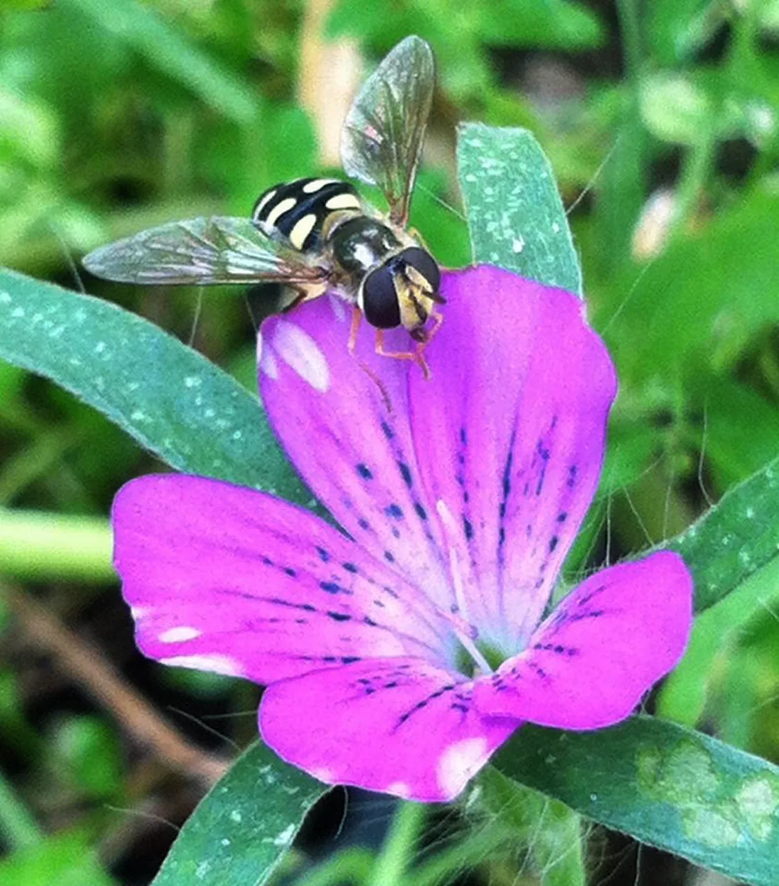 Hover_Fly_Corncockle.jpg