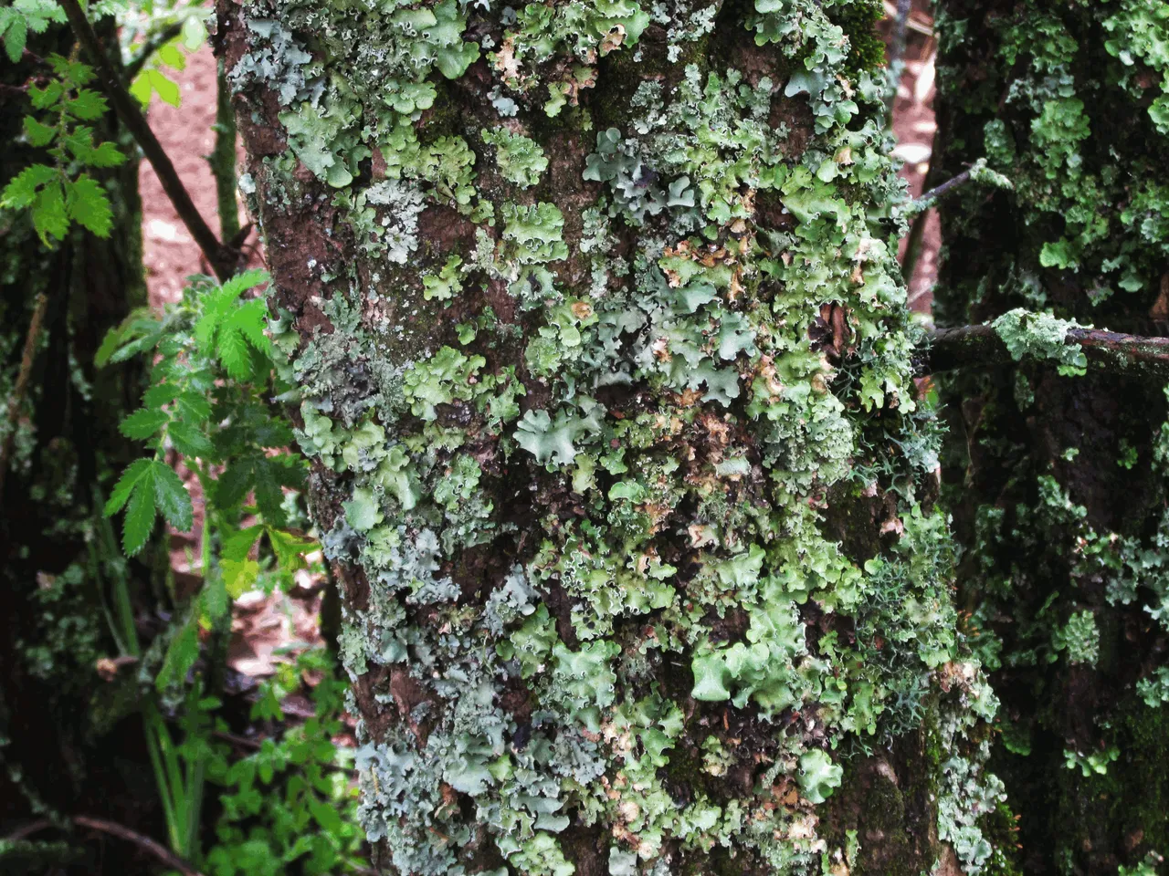 2915-LetchinMossTree.png