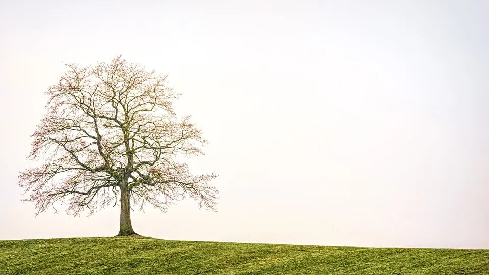 tree-3224754_960_720.jpg