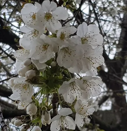 Cherry Blossom 3.jpg