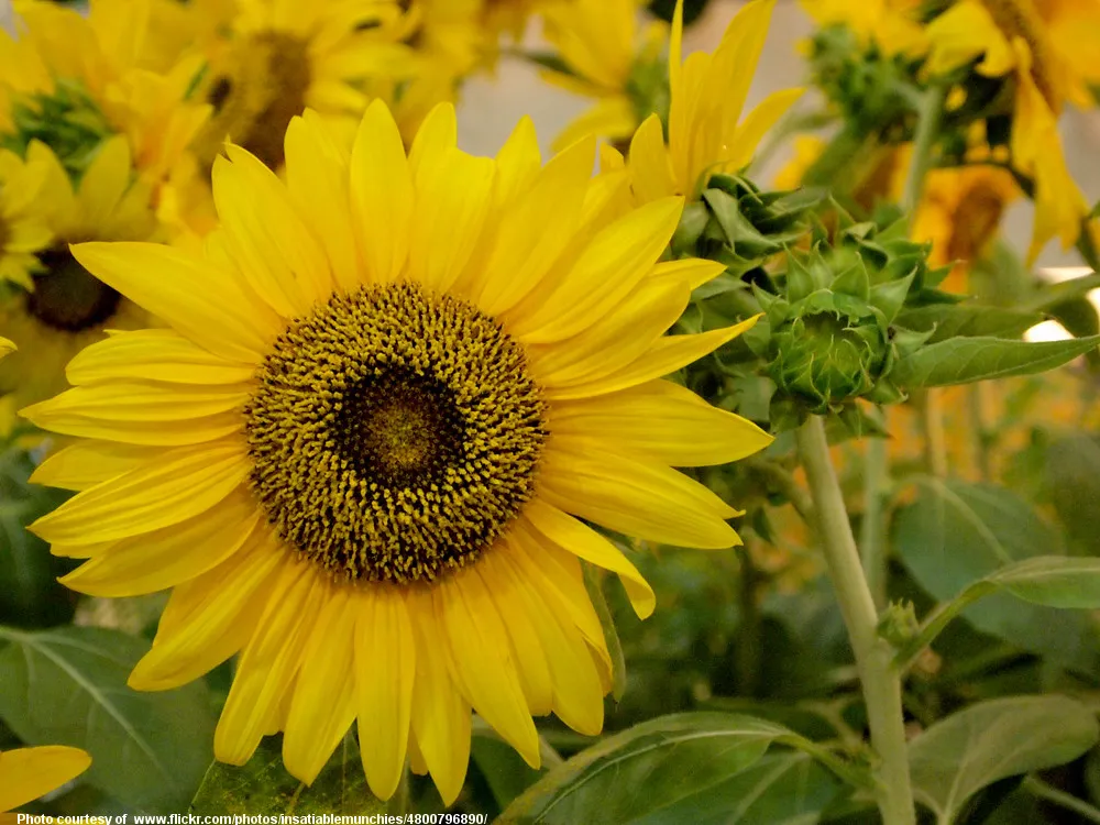 Sunflower-002-070119.jpg
