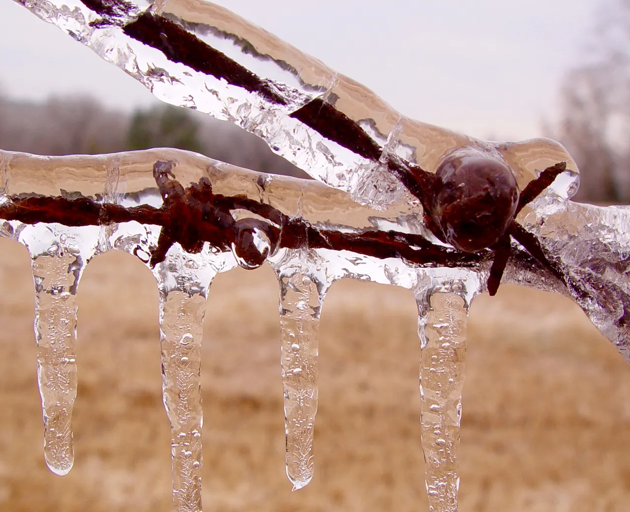 ice fences (18)m.jpg