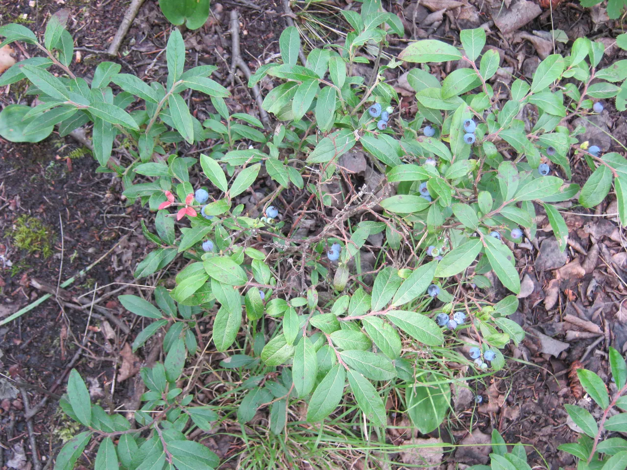 wild blueberry plant.JPG