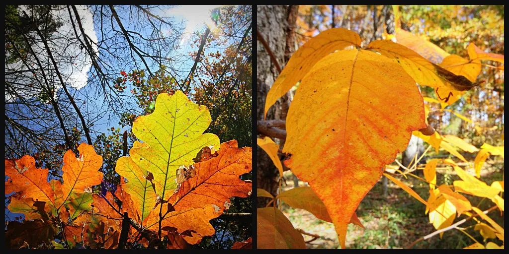 Ribbet collage 2.jpg