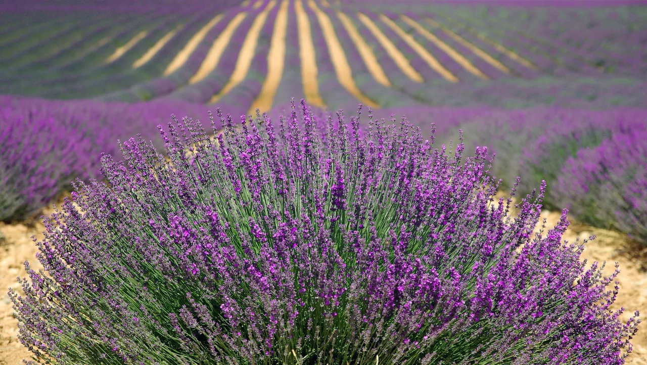 lavender-894919_1920.jpg
