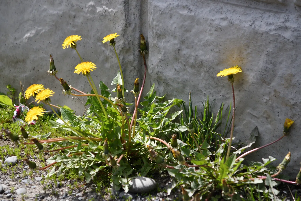 DSC_9817 gas station dandelion small.jpg