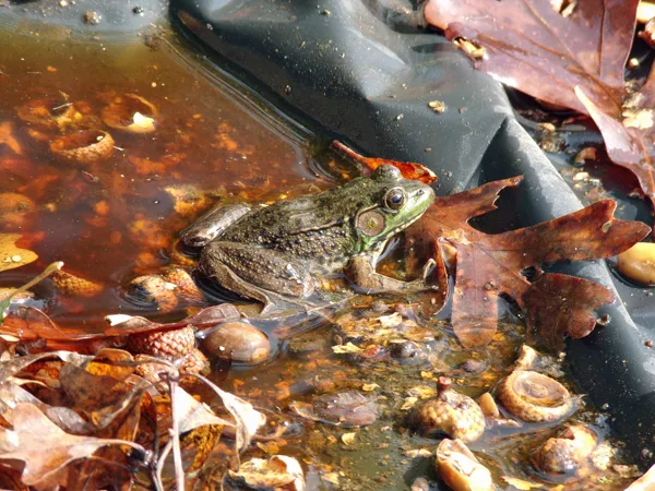 Frog supervisor2 crop Oct. 2020.jpg