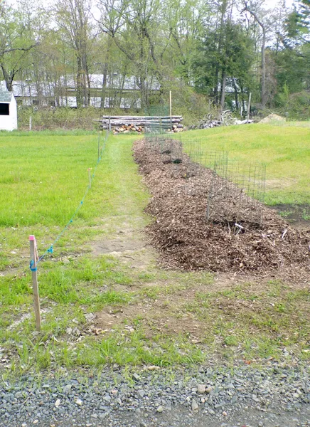 Trees  mulched3 crop May 2020.jpg