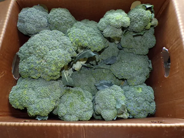 Box of broccoli crop Oct. 2020.jpg