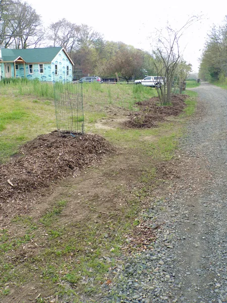 Trees  mulched4 crop May 2020.jpg