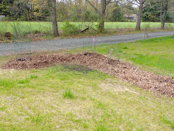Trees  mulched2 crop May 2020.jpg