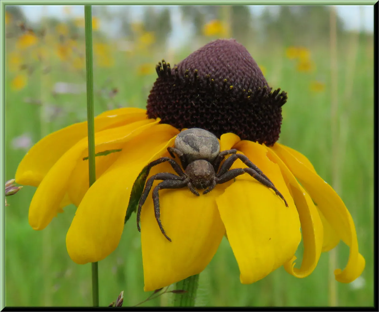 close up spider on black eyed susan.JPG