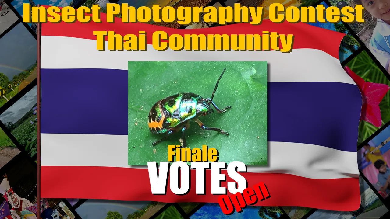 thai_contest_small_final.png