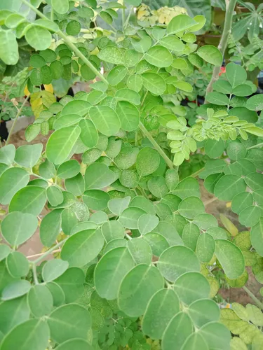 iaac-day-2-moringa-plant-benefits