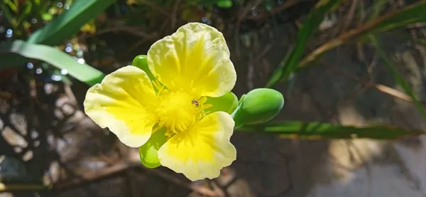 flower-color-nature-smile-photography