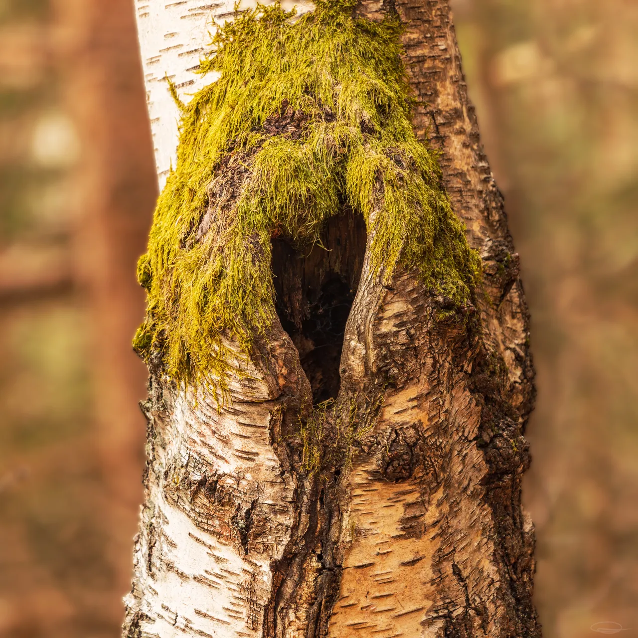 Lake Forstsee: Birch tree with heart-shaped knothole