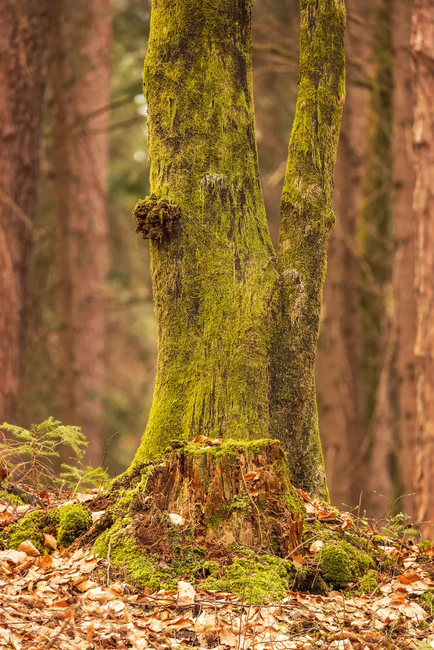 Lake Forstsee: mossy tree stump and beech tree