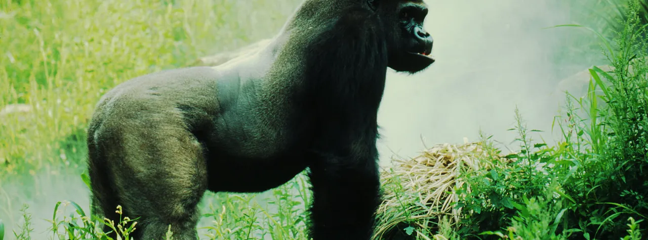 eastern_lowland_gorilla1.png