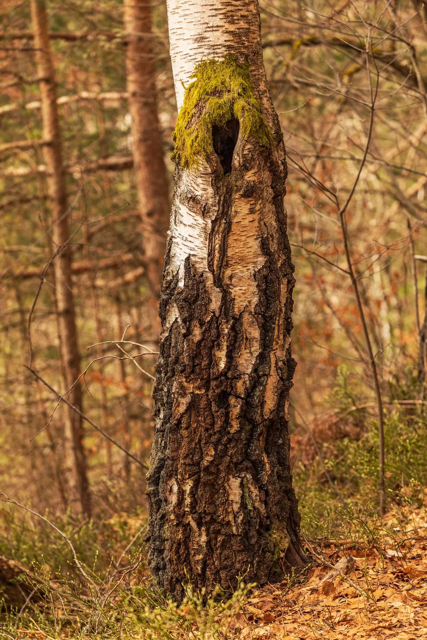 Lake Forstsee: Birch tree with heart-shaped knothole