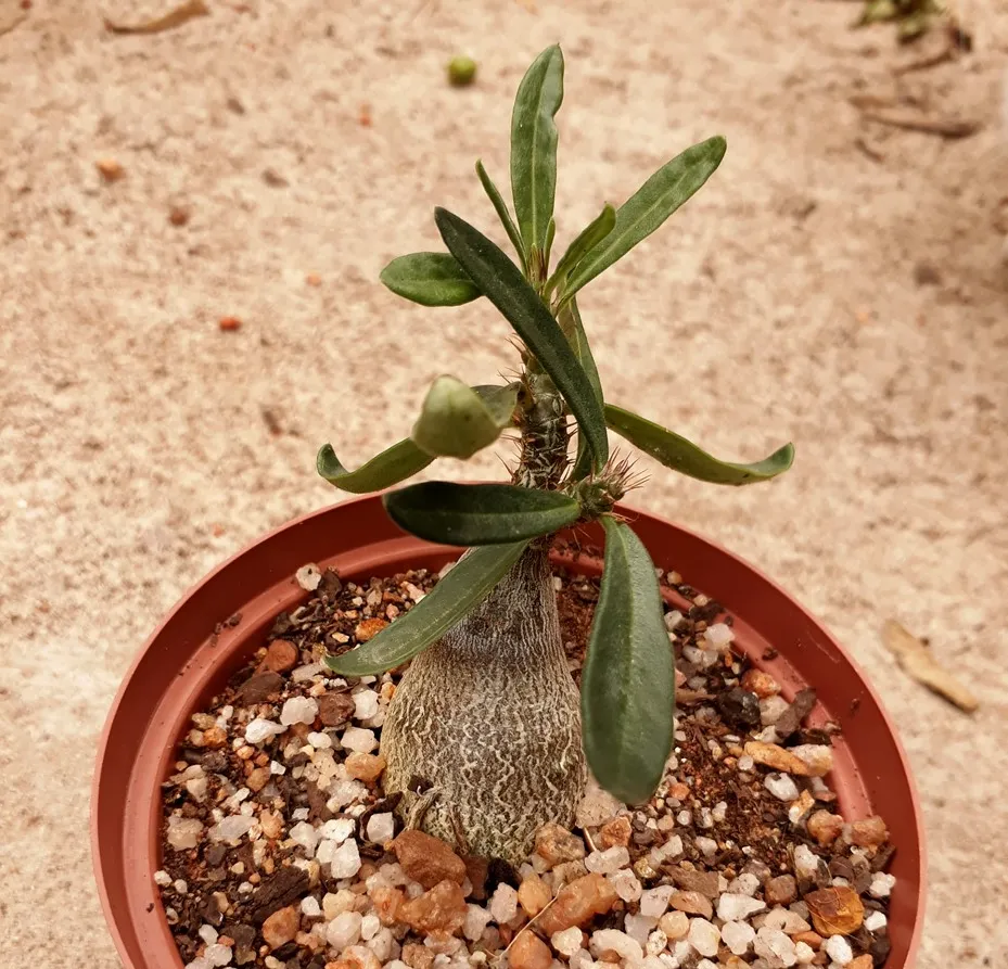 pachypodium succulentum.jpg