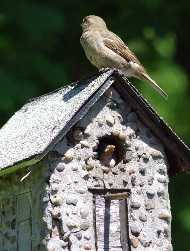 feathered-friends-bird-14.jpg