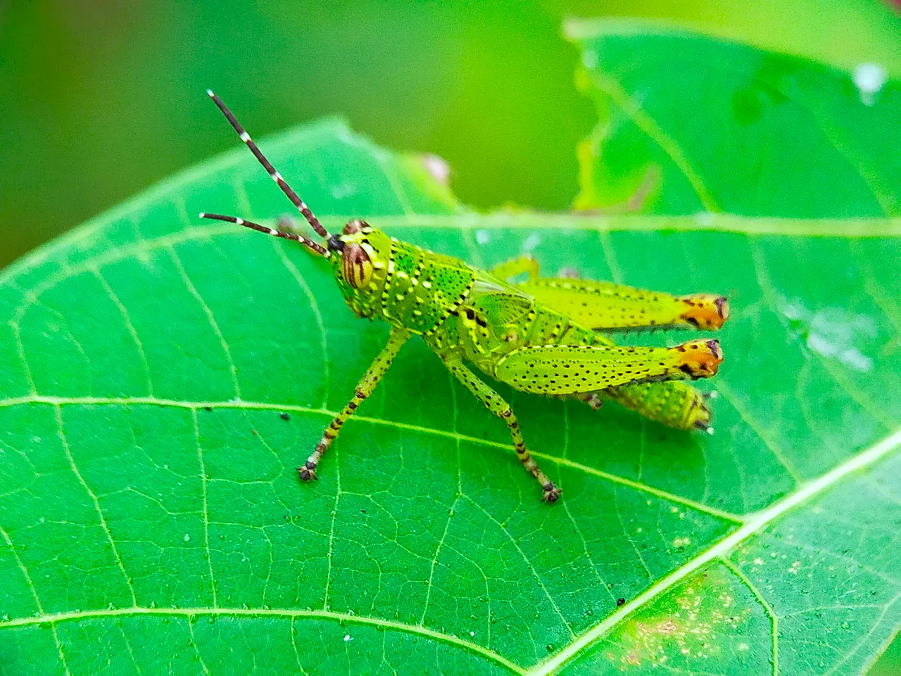 Rice Grasshopper (21).jpg