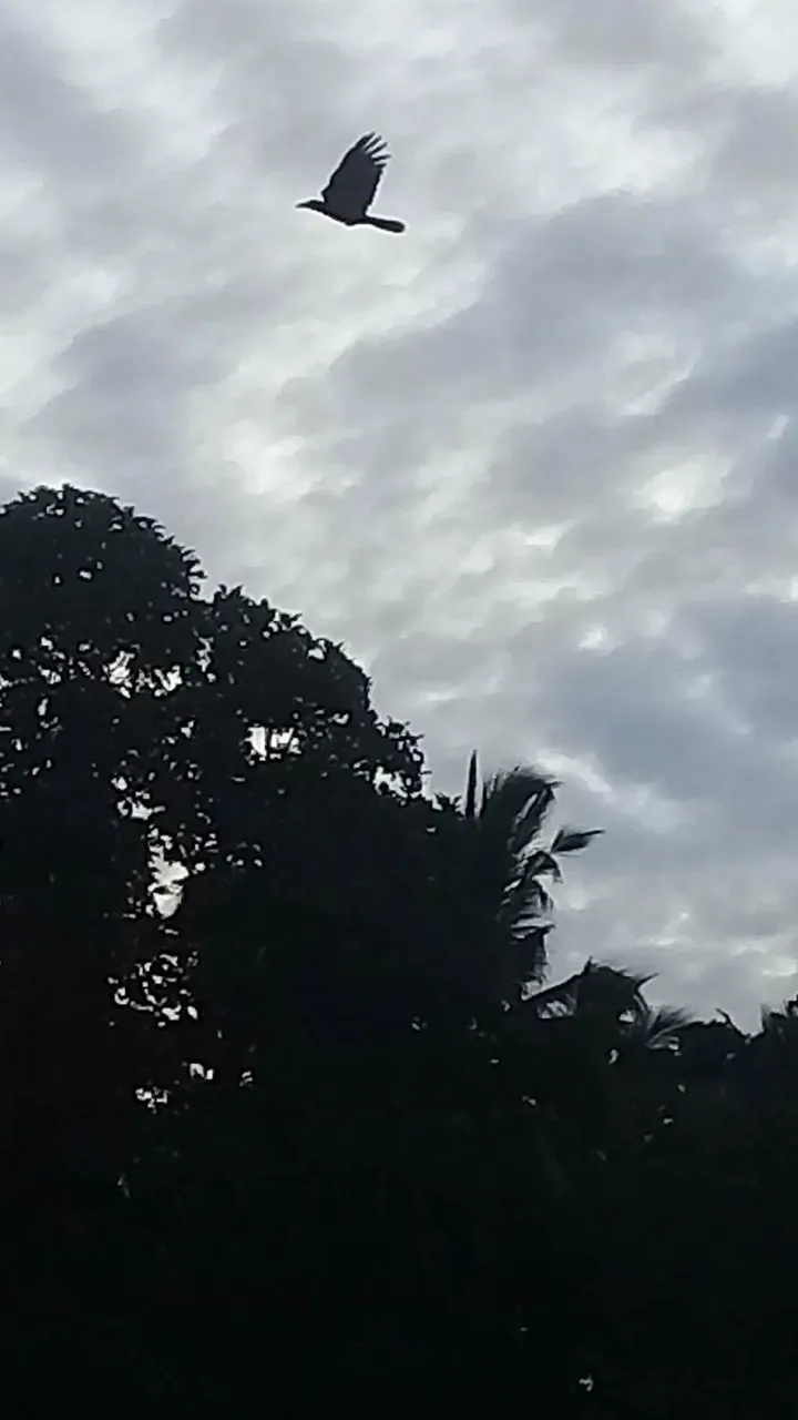 received_600728785327912.jpeg