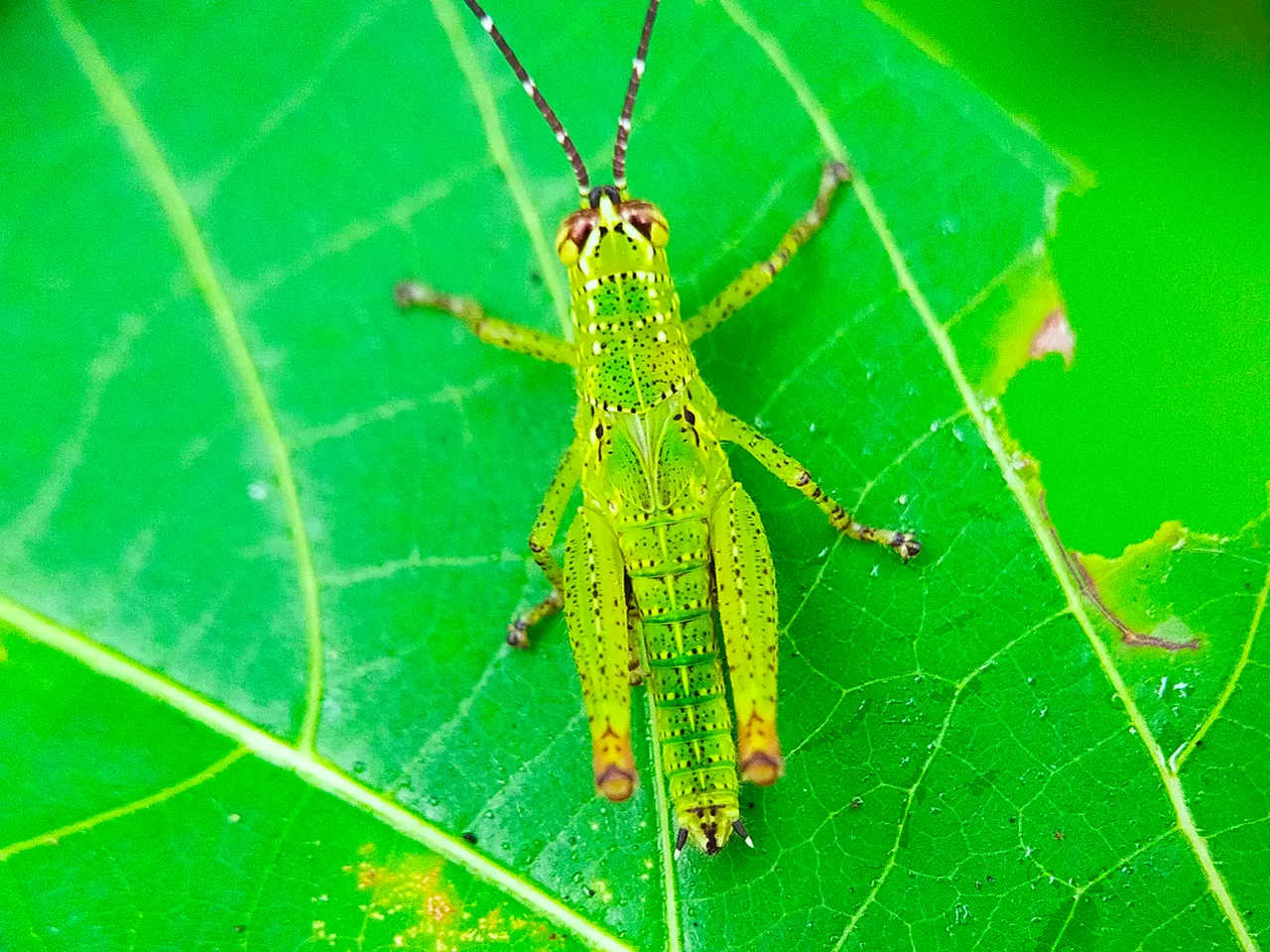 Rice Grasshopper (31).jpg