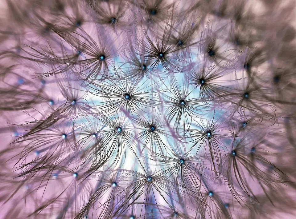 dandelion-1346727_960_720.jpg