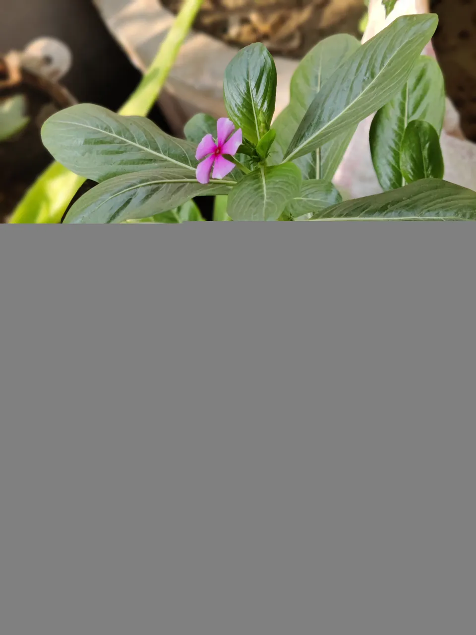 IMG_20220101_102544_Bokeh.jpg