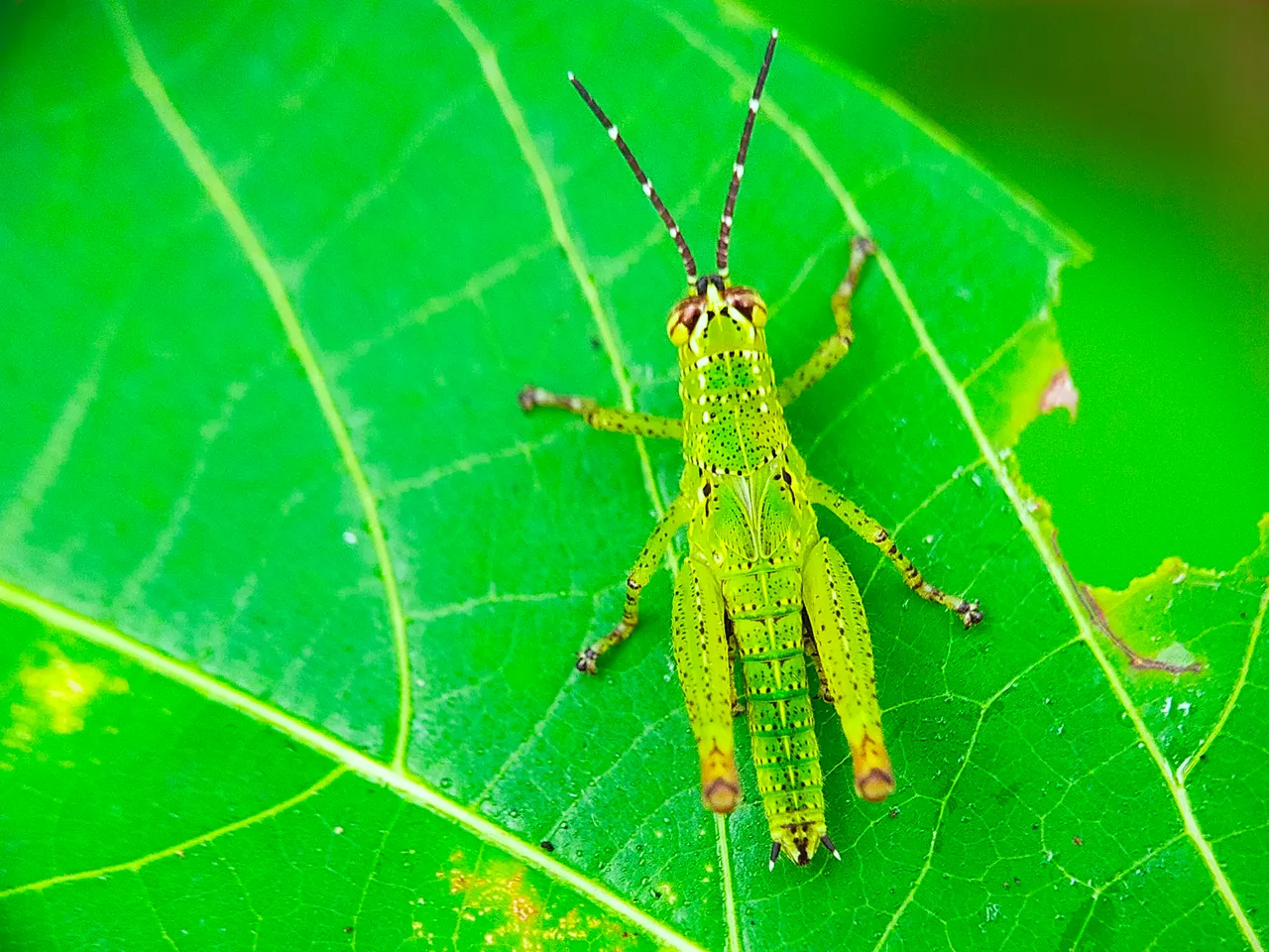 Rice Grasshopper (26).jpg